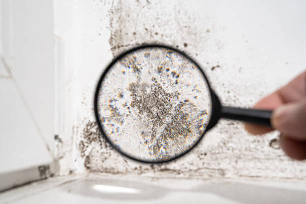 Best Air Quality Testing for Mold Spores  in Lakemoor, IL